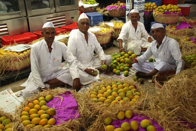 Mango mania in India