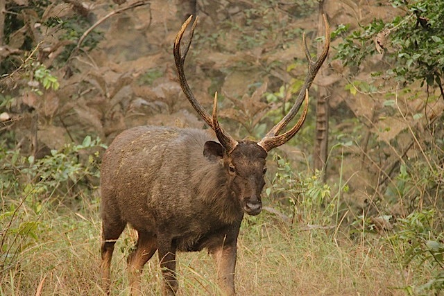 Sambar with antlers