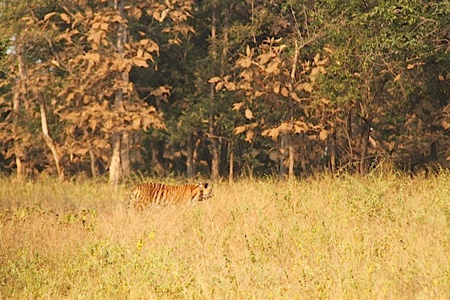 Tigress at Panna