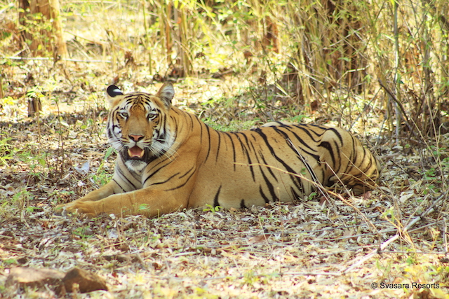 6 best Indian forests for tiger spotting