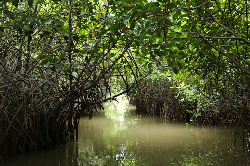 The mangroves of Pichavaram