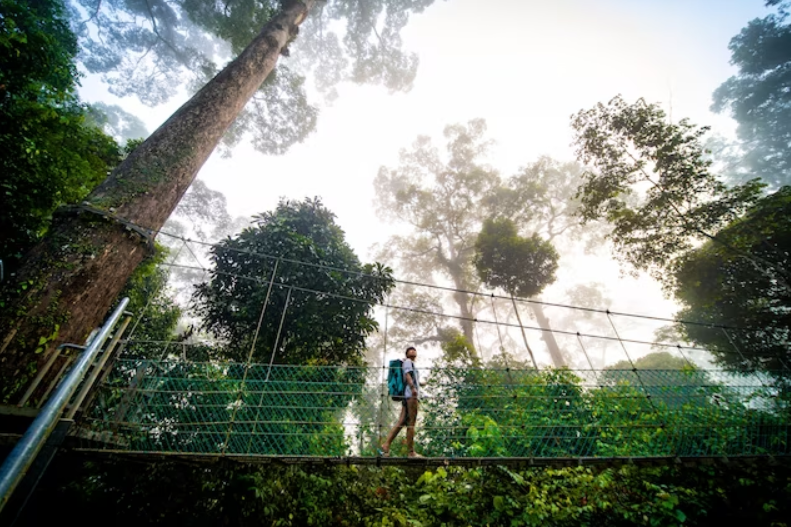 To see Malaysia’s elusive wildlife, take a walk in the trees
