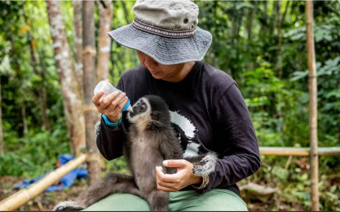 One woman’s campaign to save Malaysia’s singing gibbons