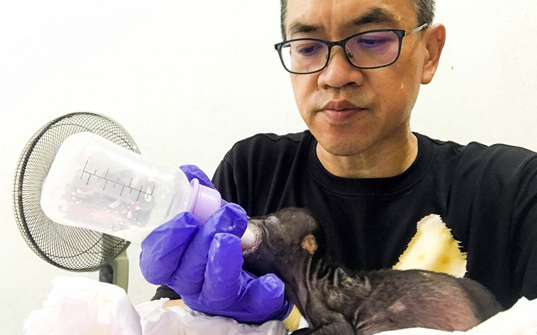 Meet Dr. Wong, a sun bear conservationist